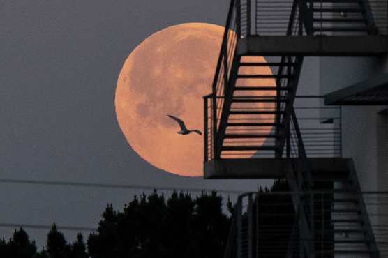 La luna llena de abril, vista en Lorient, en el oeste de Francia. (Foto Prensa Libre: AFP) 