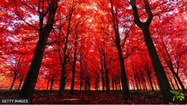 ¿Qué pasa si alguno se cae y no hay nadie ahí? Fotografía: BBC.