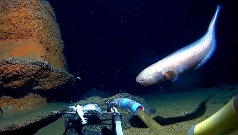 Los científicos encontraron una gran cantidad de vida en lo más profundo del océano.