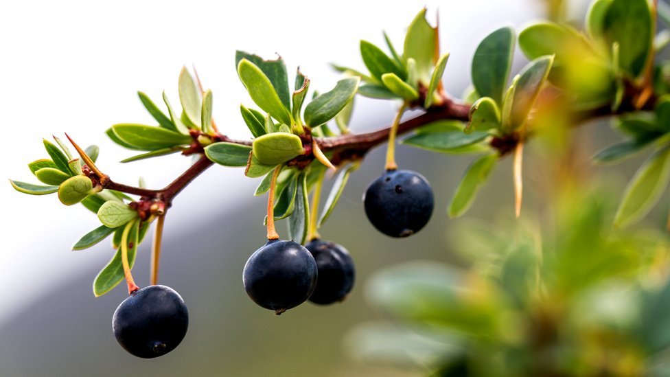 Los indígenas conocen desde hace mucho tiempo los beneficios para la salud de los frutos locales.