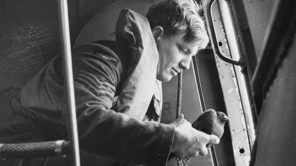 Columba: la ingeniosa operación con palomas mensajeras que espiaron a los nazis en la época más oscura de la Segunda Guerra Mundial