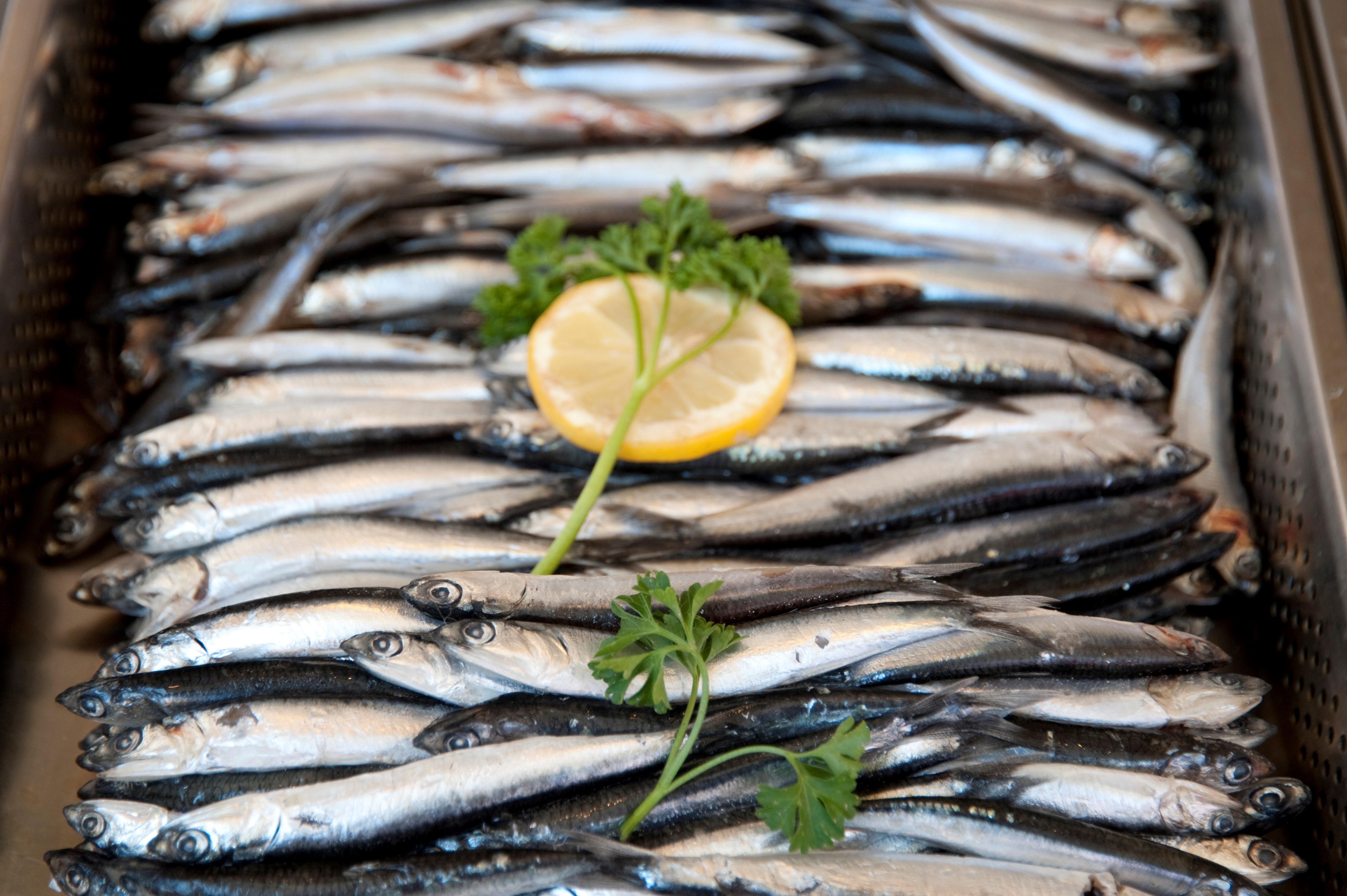 Las sardinas son un alimento de alto valor nutricional. Foto Prensa Libre: EFE/ IMEO
