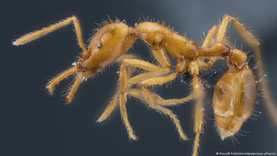 Un investigador de Darmstadt ha descubierto una especie de hormiga hasta ahora desconocida en los bosques tropicales de Ecuador.
