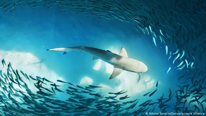 Científicos sabían que los tiburones tienen una capacidad de electrosensado muy afinada que les ayuda a detectar a sus presas.