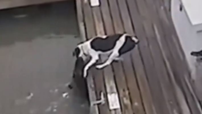Video: un feroz cocodrilo atrapa a un perro en un muelle