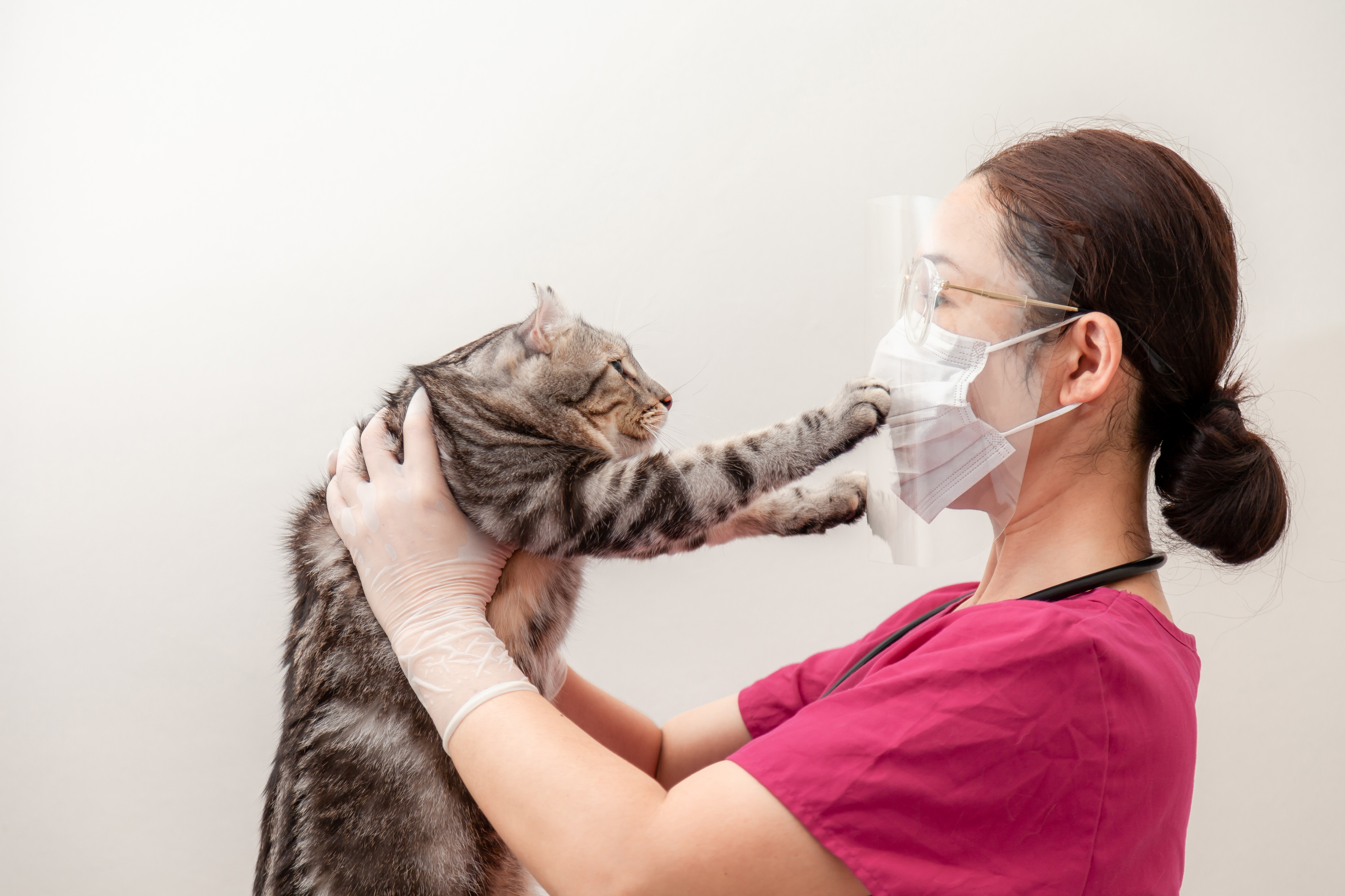 Los gatos son más susceptibles a contagiarse de Covid-19, por lo que es ideal mantener la mascarilla si usted está contagiado del virus. (Foto Prensa Libre: Shutterstock). 