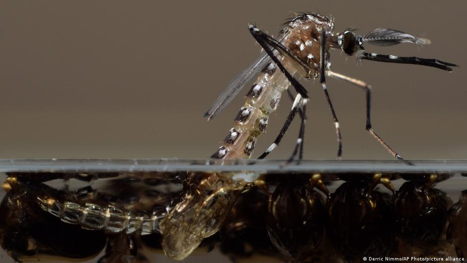 Esta foto sin fecha facilitada por Oxitec muestra un mosquito "Aedes aegypti" modificado genéticamente en su laboratorio del Reino Unido.