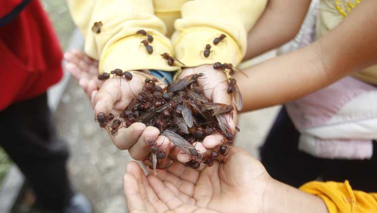 La especie de zompopos 'Atta cephalotes' es la más común en todo el territorio nacional. (Foto Prensa Libre: Hemeroteca PL)