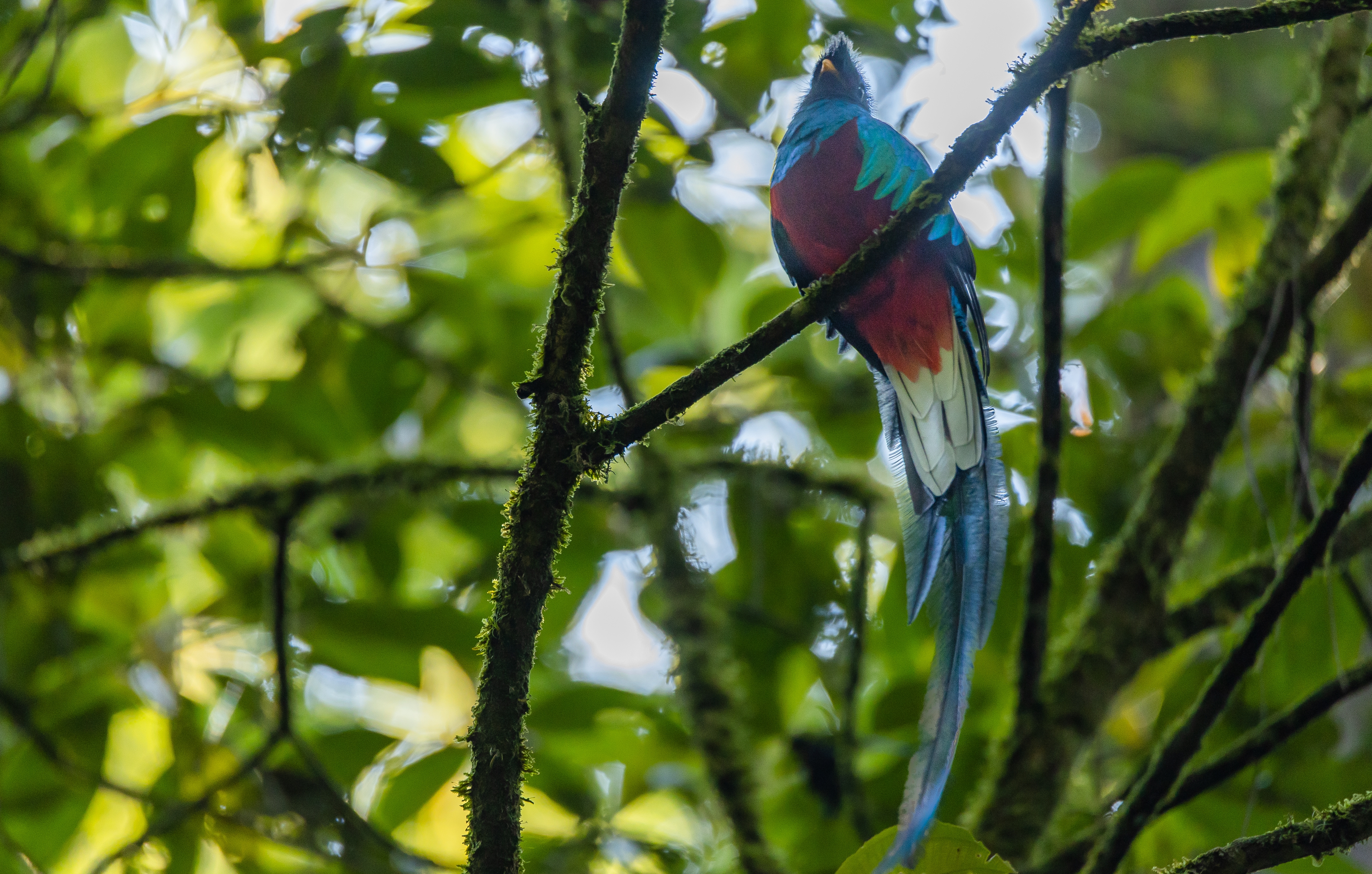 El número de quetzales se ha incrementado en el Refugio del Quetzal, en San Marcos. (Foto Prensa Libre: Cortesía Conap)