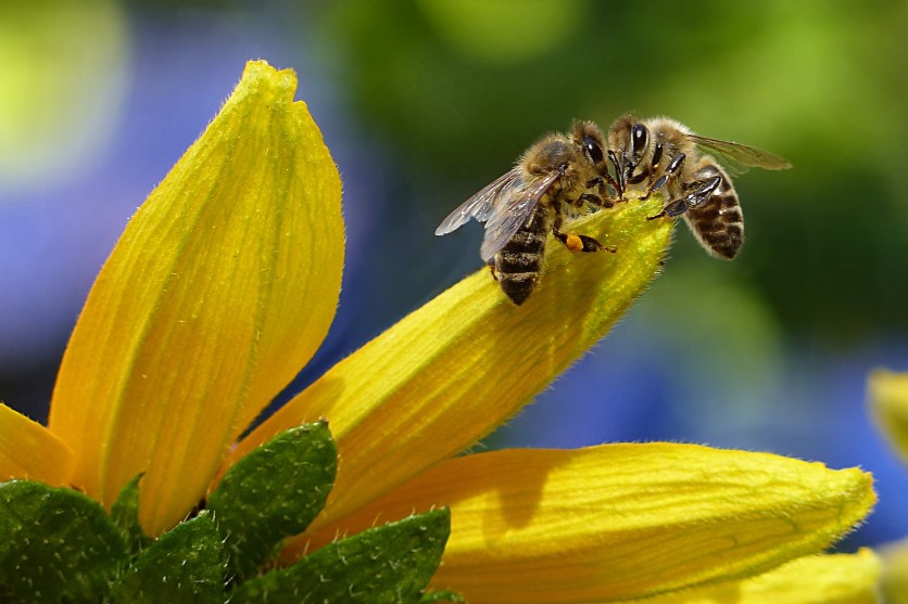 abejas de miel de manuka