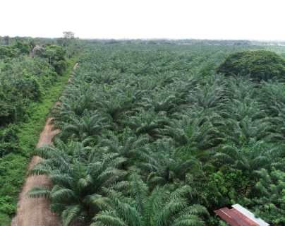 Las imágenes satelitales que reflejan el cultivo de aceite de palma en Guatemala