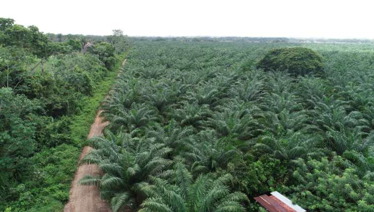 Se calcula que el cultivo de palma de aceite representa el 0.67% del total de la deforestación a escala nacional. (Foto Prensa Libre: Hemeroteca)