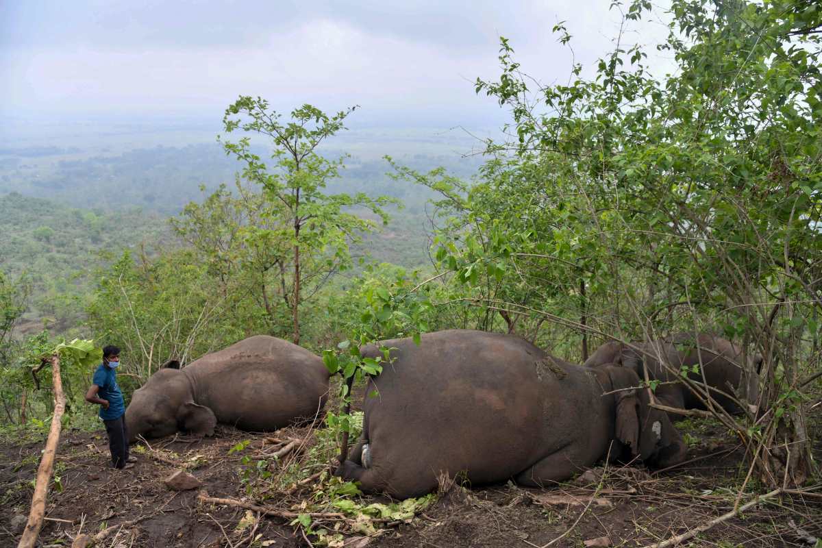 Al menos 18 elefantes podrían haber muerto por un rayo en el noreste de India, informaron las autoridades. (Foto Prensa Libre: AFP)