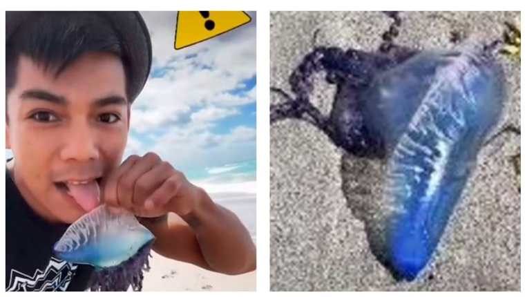 Influencer lame criatura marina de las más venenosas del mundo por cumplir reto viral en TikTok. (Foto Prensa Libre: TikToK)
