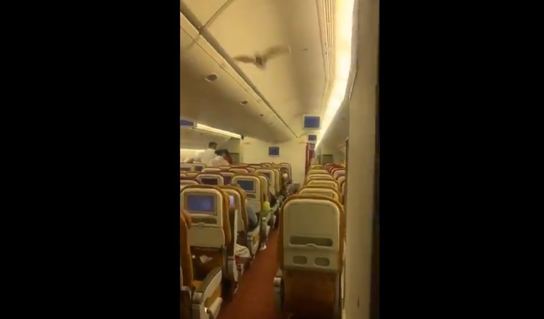 Murciélago en vuelo de Air India