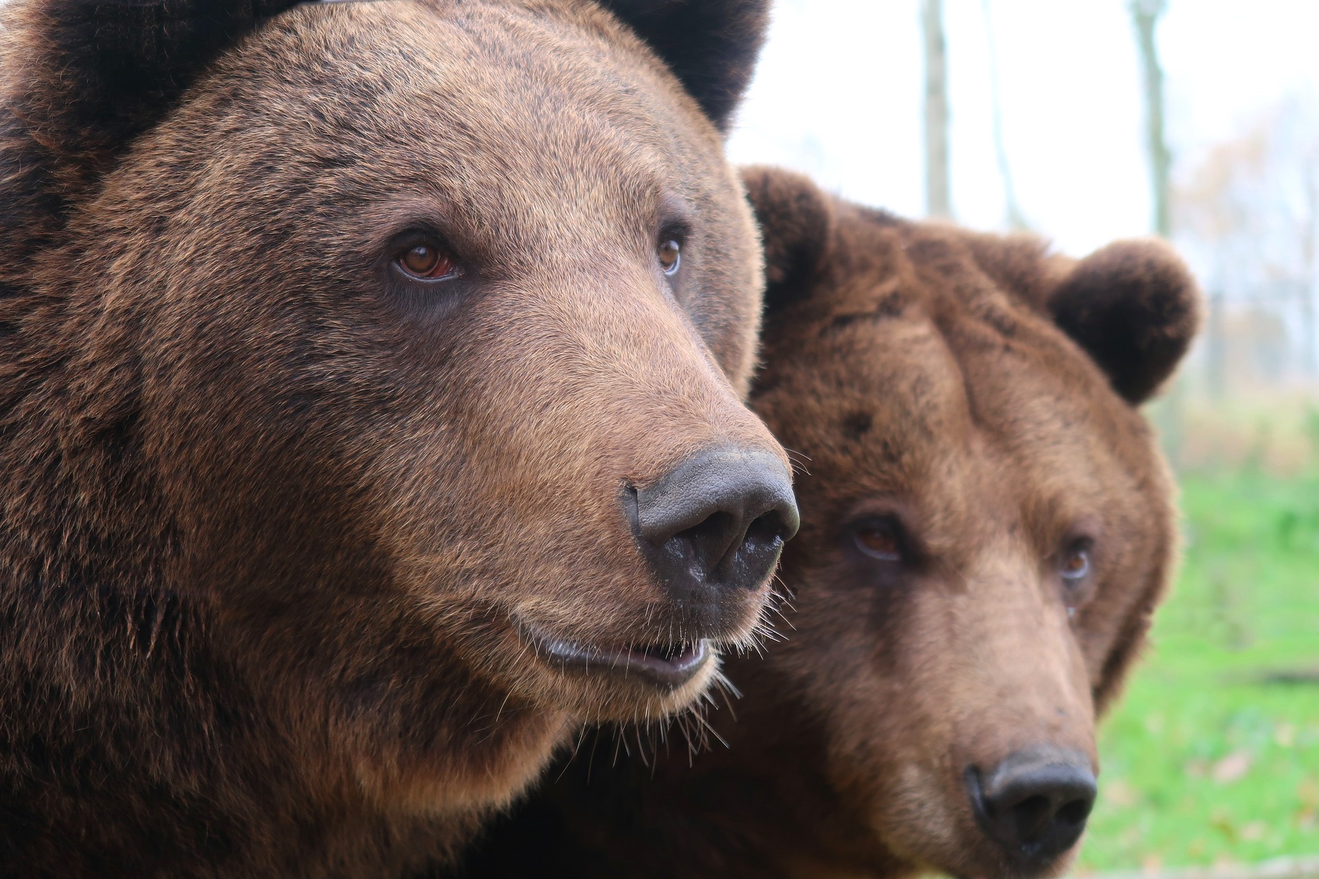 Una mujer de 39 años murió tras ser atacada por osos. (Foto Prensa Libre: Pixabay)