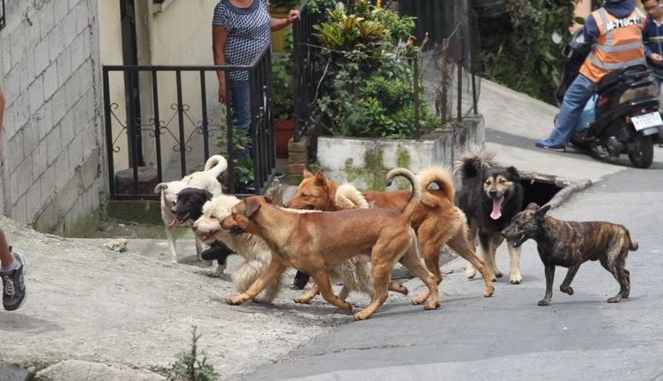 Los científicos descubrieron un nuevo coronavirus canino en un niño, en Malasia. (Foto Prensa Libre: Hemeroteca) 