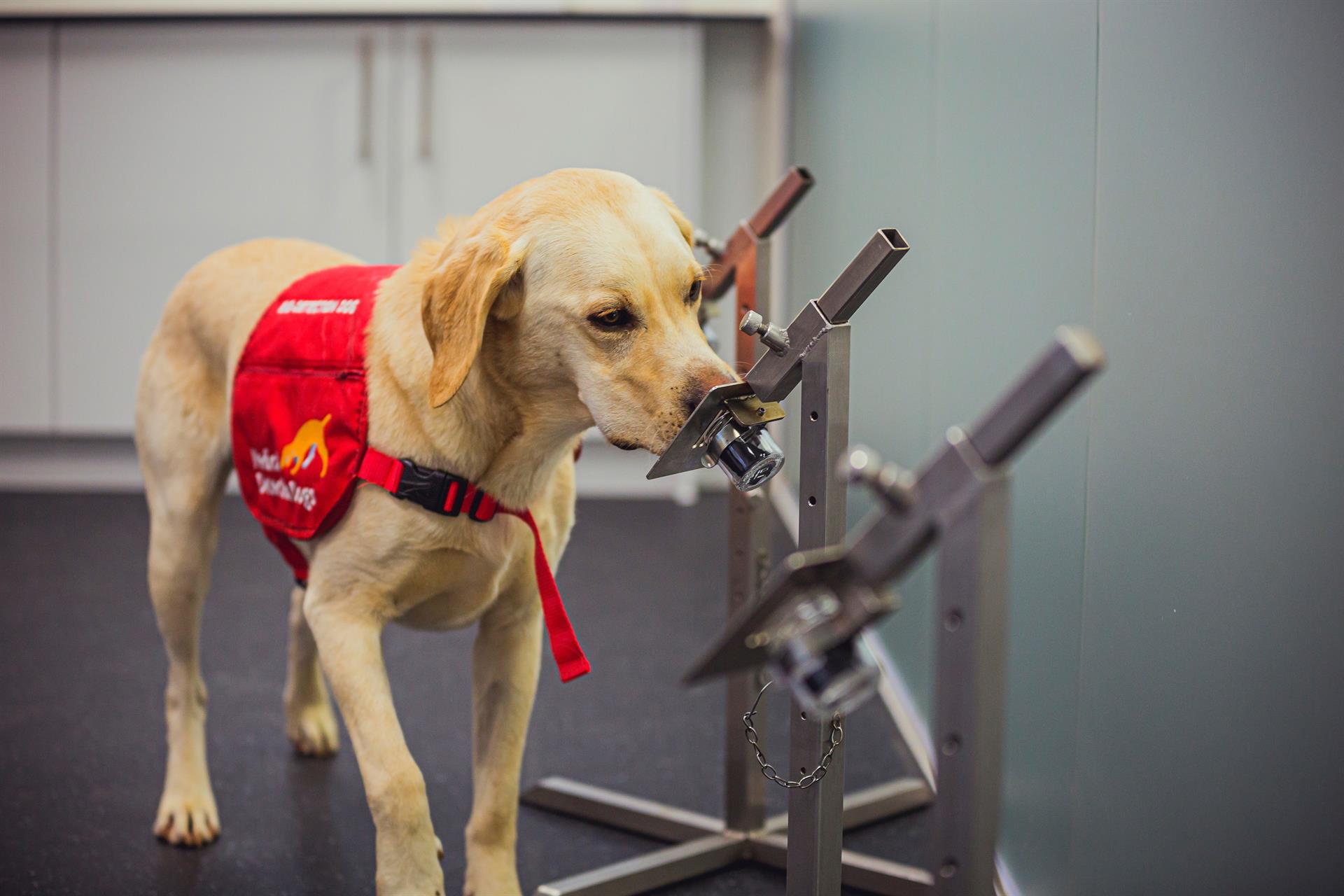 Los perros biodetectores pueden identificar el olor de la covid-19 con una tasa de precisión de hasta el 94 %, según un estudio preliminar de la asociación británica "Medical Detection Dogs". (Foto Prensa Libre: EFE)