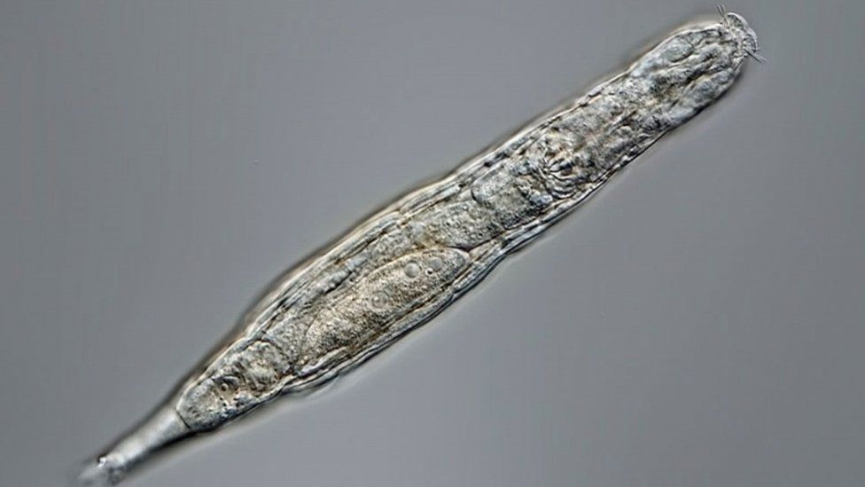 El organismo que sobrevivió 24,000 años congelado en Siberia