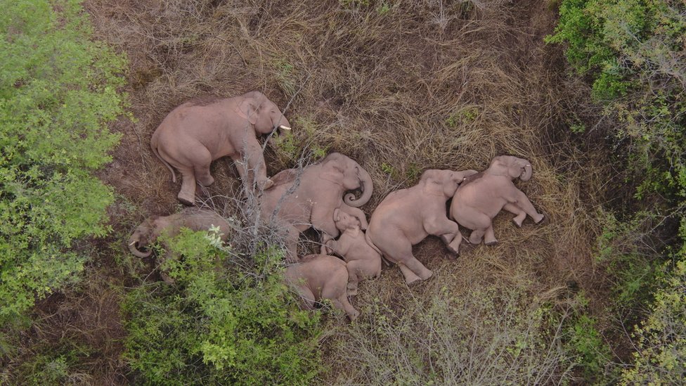 La extraordinaria imagen del descanso que se tomó la manada de elefantes que ha viajado 500 kilómetros por el sur de China
