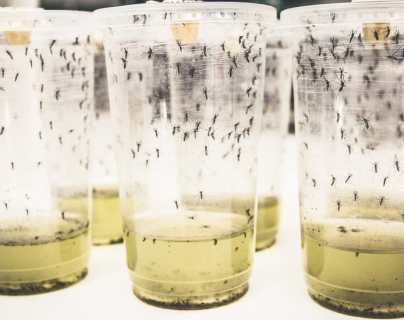 Dengue: el “hackeo” bacteriano de los mosquitos que transmiten la enfermedad que logró reducir los contagios en un 77%