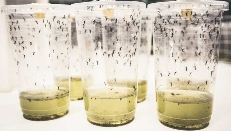Para el experimento se infectaron cinco millones de huevos de mosquitos con la bacteria wolbachia. (WORLD MOSQUITO PROGRAMME)