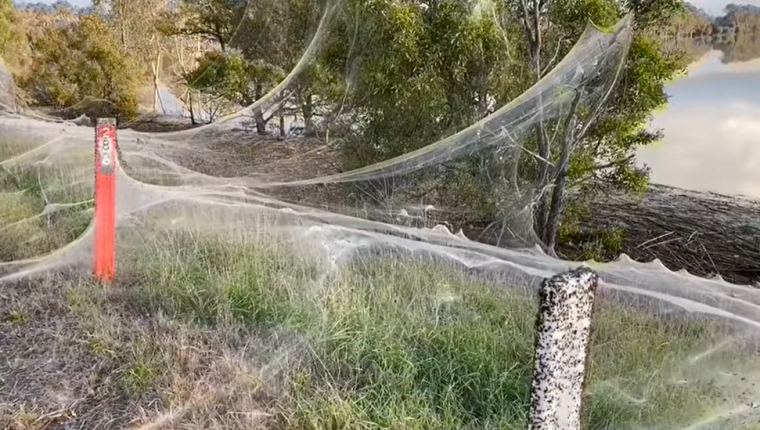 El manto tejido por las arañas apareció en los campos alrededor de las ciudades azotadas por lluvias torrenciales los días previos.