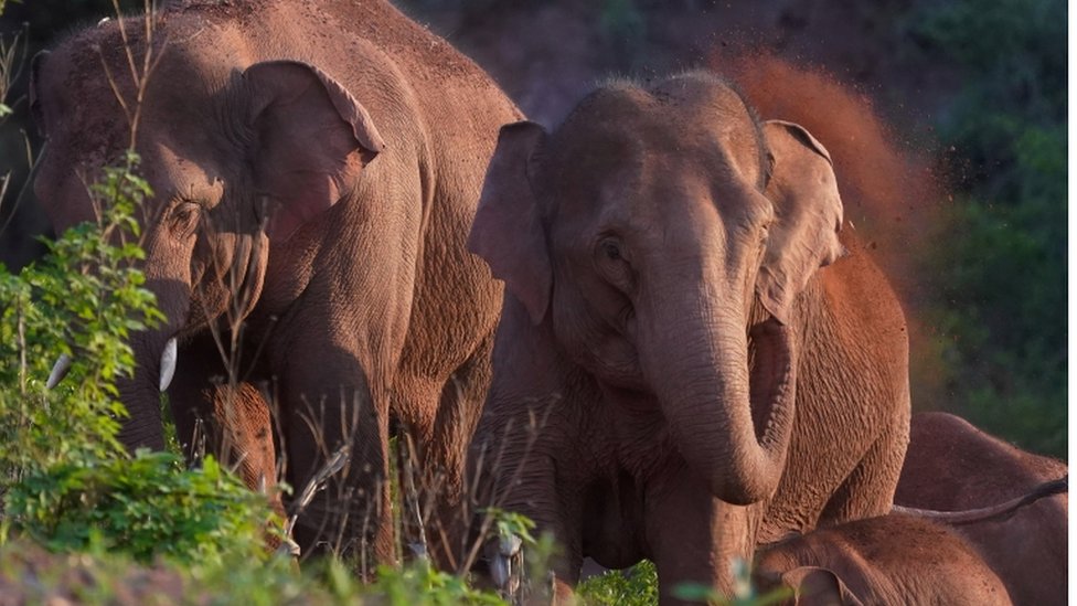 Los misterios del inesperado y mastodóntico viaje de una manada de elefantes en China