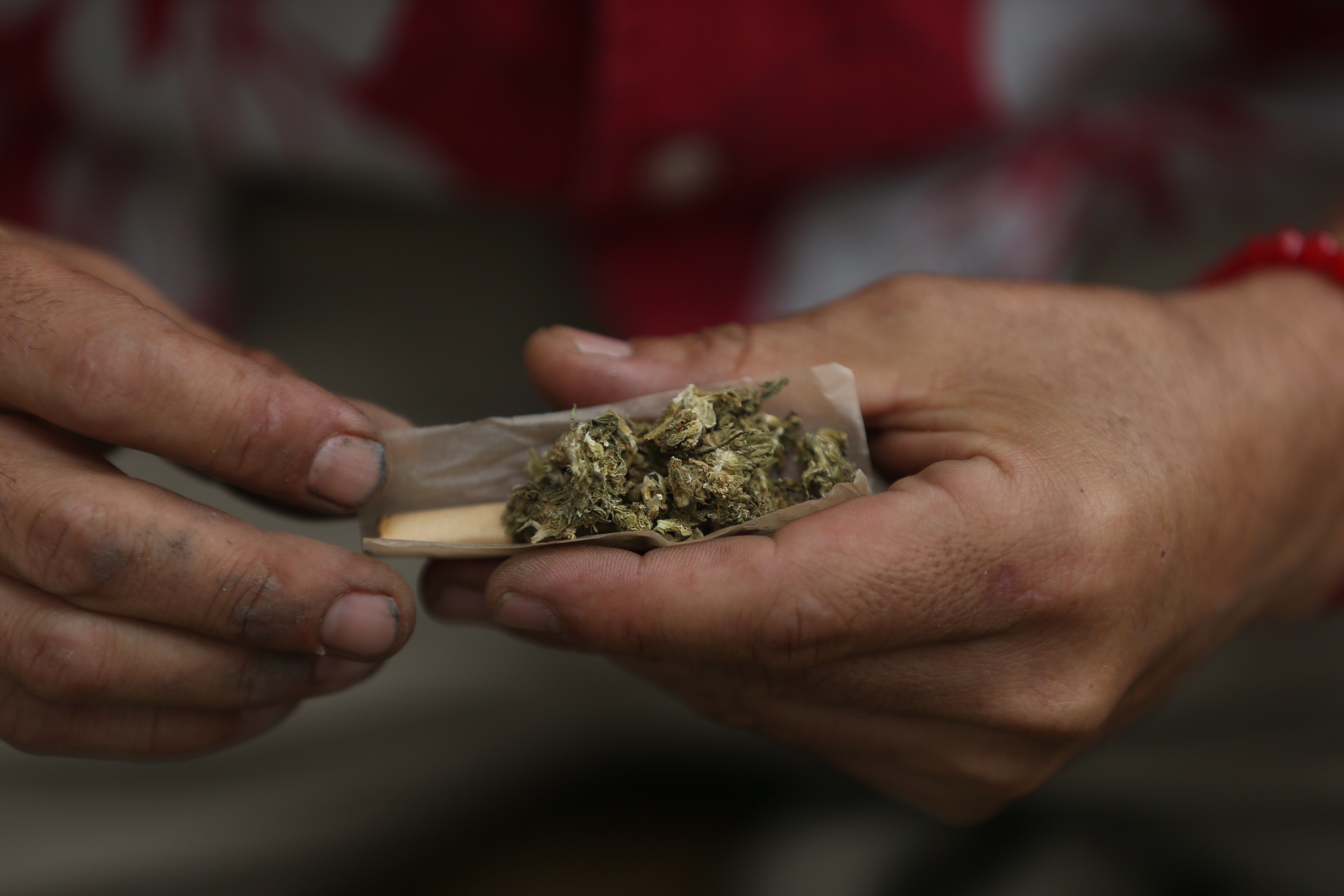 Un activista del Movimiento Cannábico Mexicano Plantón 420 prepara un cigarro de mariguana durante una protesta para exigir la legalización de la marihuana en México. Foto Prensa Libre: EFE.