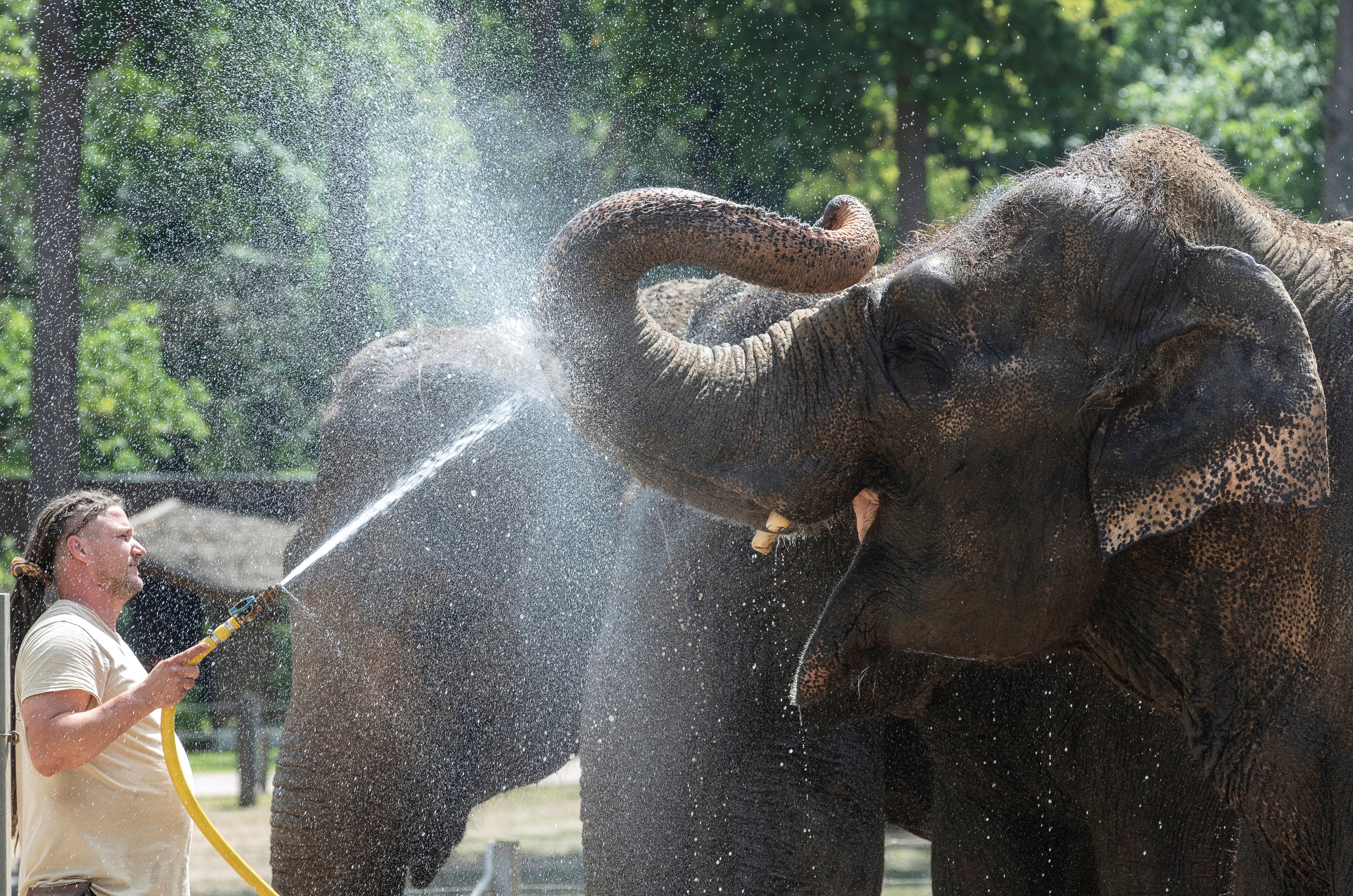 -FOTODELDÍA- NYIREGYHAZA (HUNGRÍA), 24/06/2021.- Un ejemplar de elefante asiático recibe una ducha de su cuidador en el Parque de Animales de la ciudad húngara de Nyiregyhaza, este jueves. Hungría se encuentra en alerta por calor con temperaturas que alcanzan los 36 grados. EFE/ATTILA BALAZS PROHIBIDO SU USO EN HUNGRÍA
