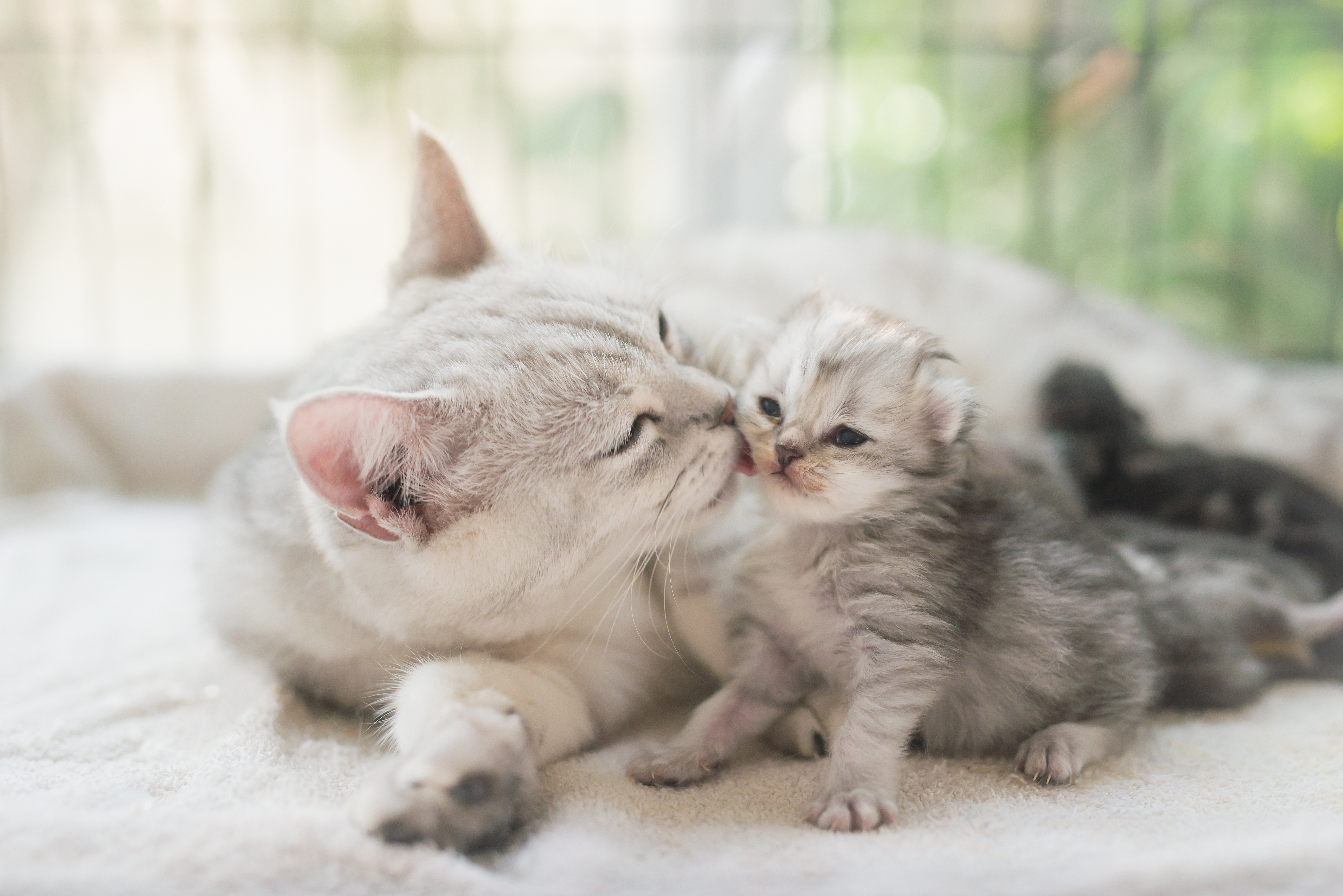 Cómo es la paternidad y maternidad de perros y gatos