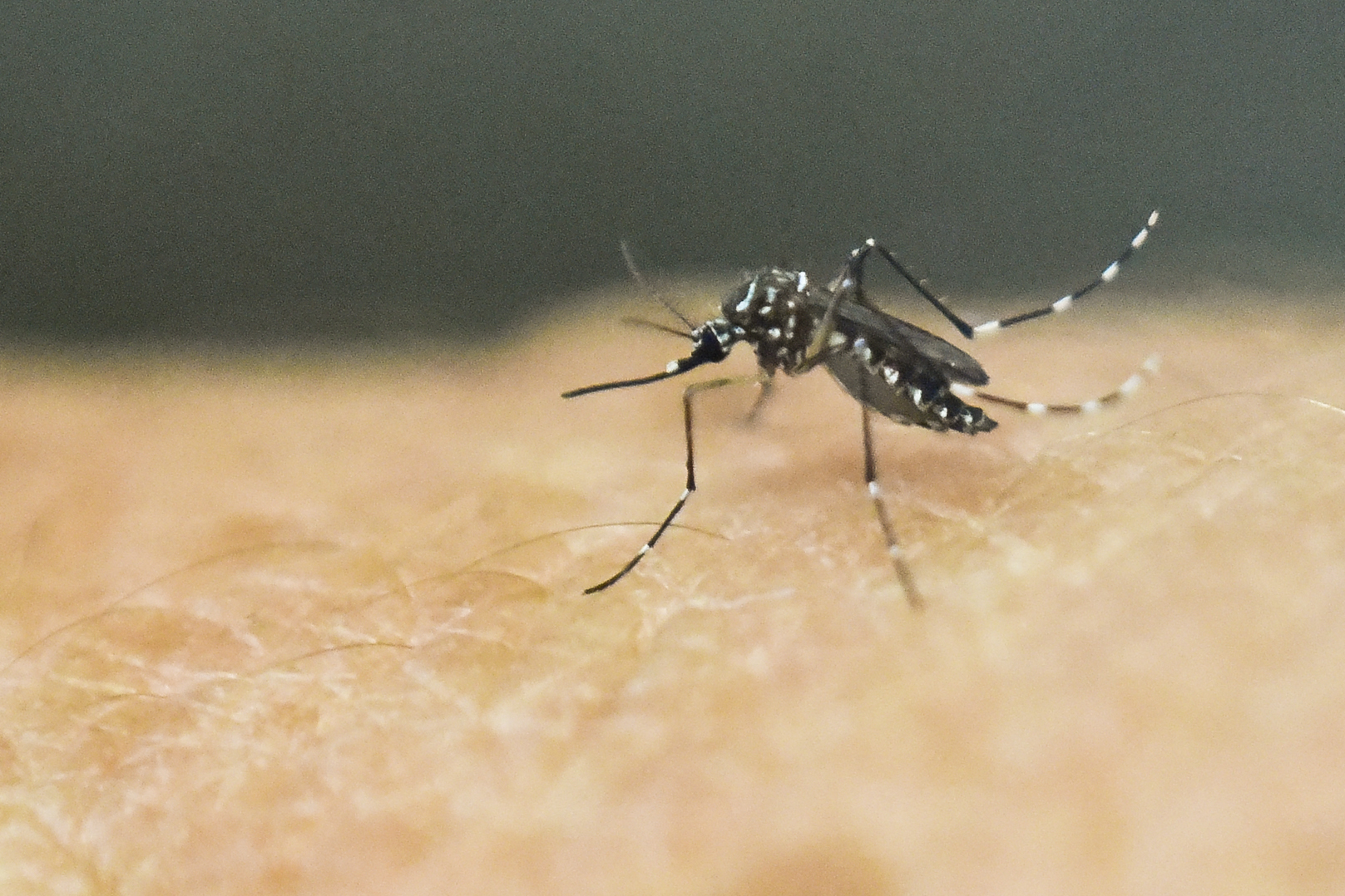 El mosquito Aedes Aegypti que transmite el zika, chikungunya y dengue. (Foto Prensa Libre: Hemeroteca PL) 
