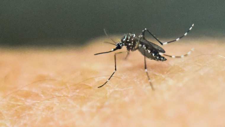 Salud reporta 3 muertos por dengue hemorrágico en 2022 y reconoce que le  preocupa el aumento de casos en el país