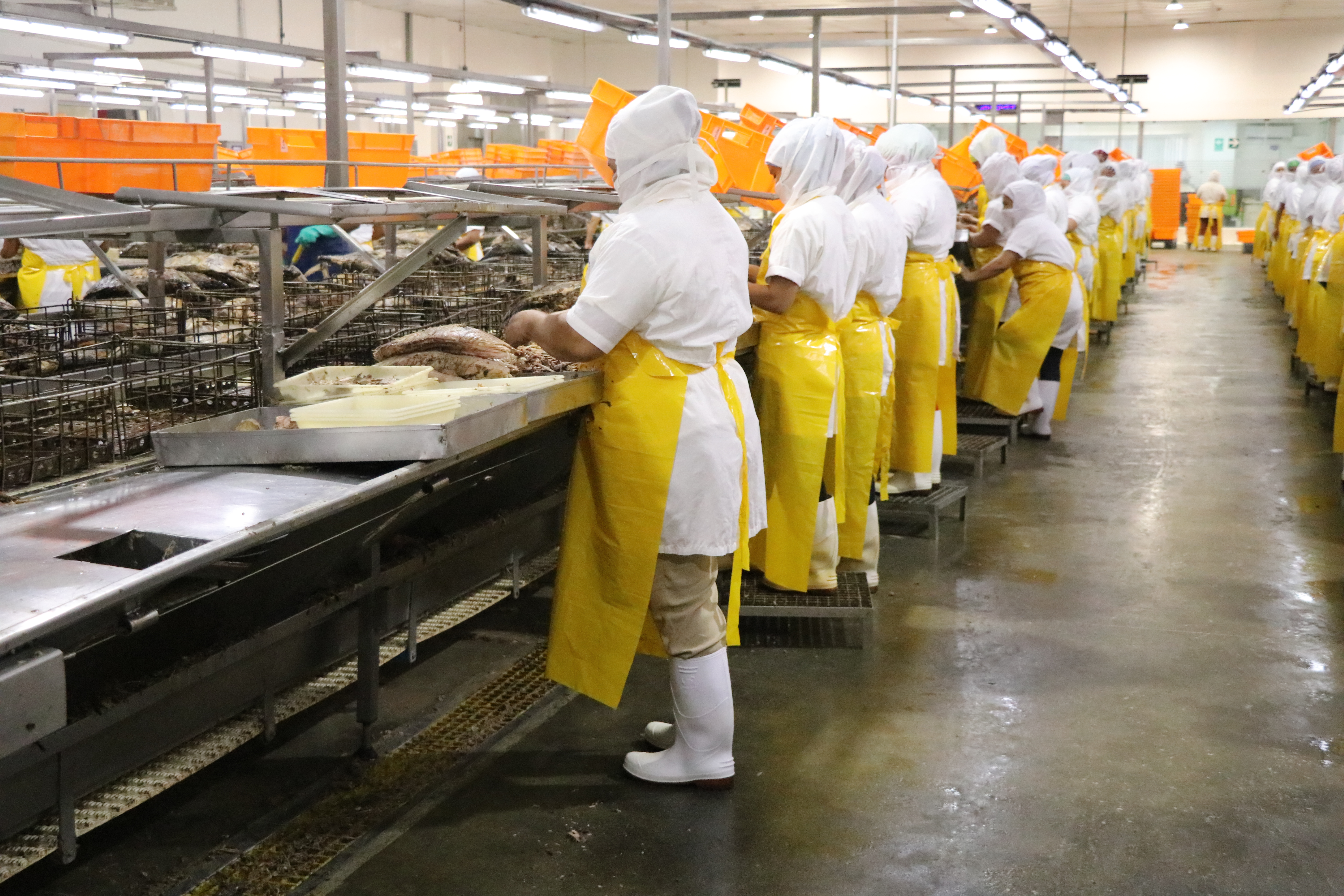 La planta Rianxeira en Escuintla amplió sus instalaciones para procesar lomo de atún. (Foto Prensa Libre: Carlos Paredes) 