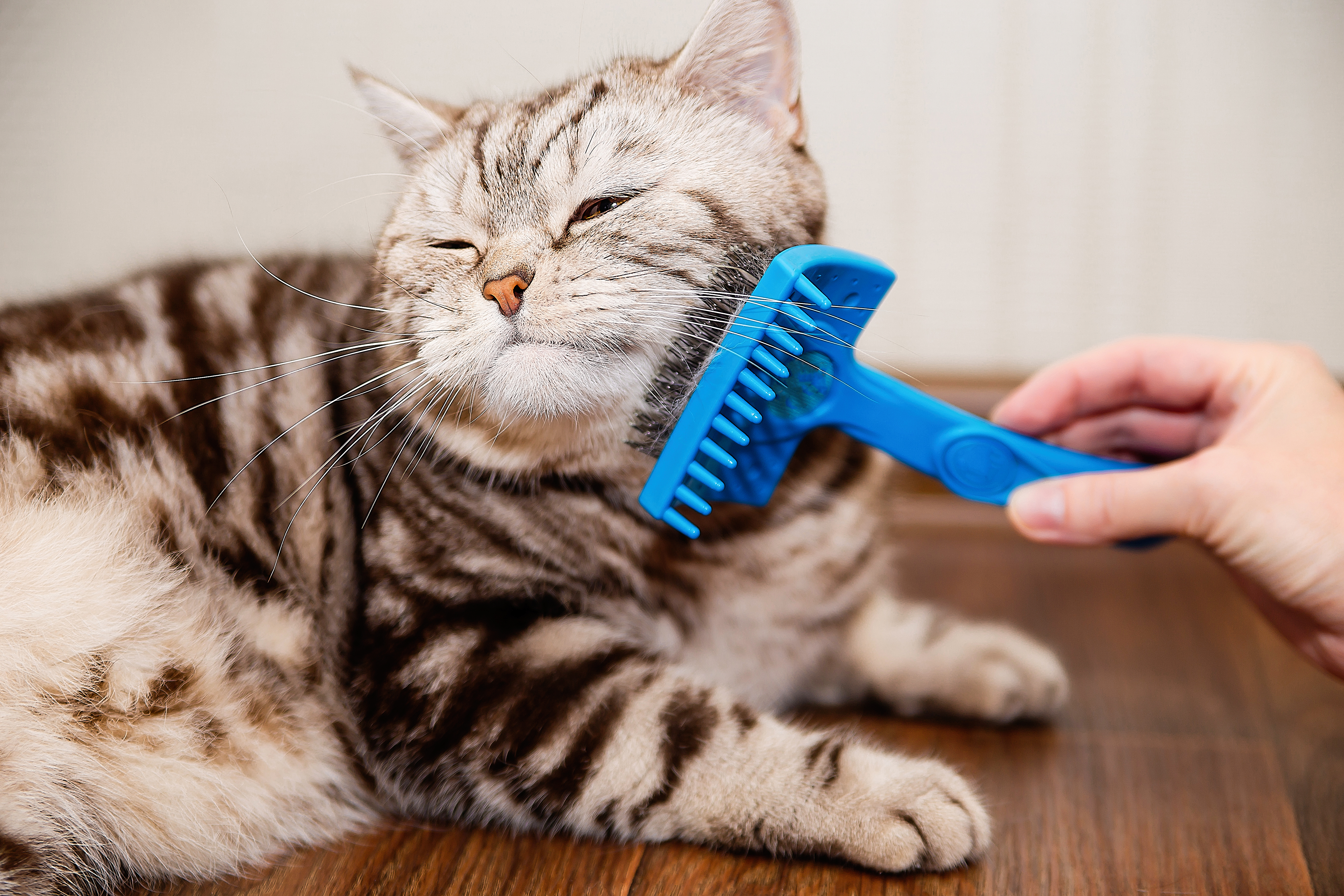 Consejos para una higiene adecuada de gatos