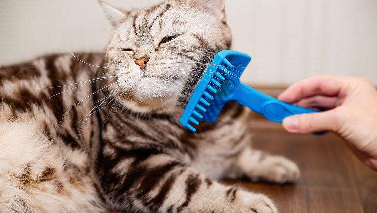 Consejos para una higiene adecuada de gatos – Prensa Libre