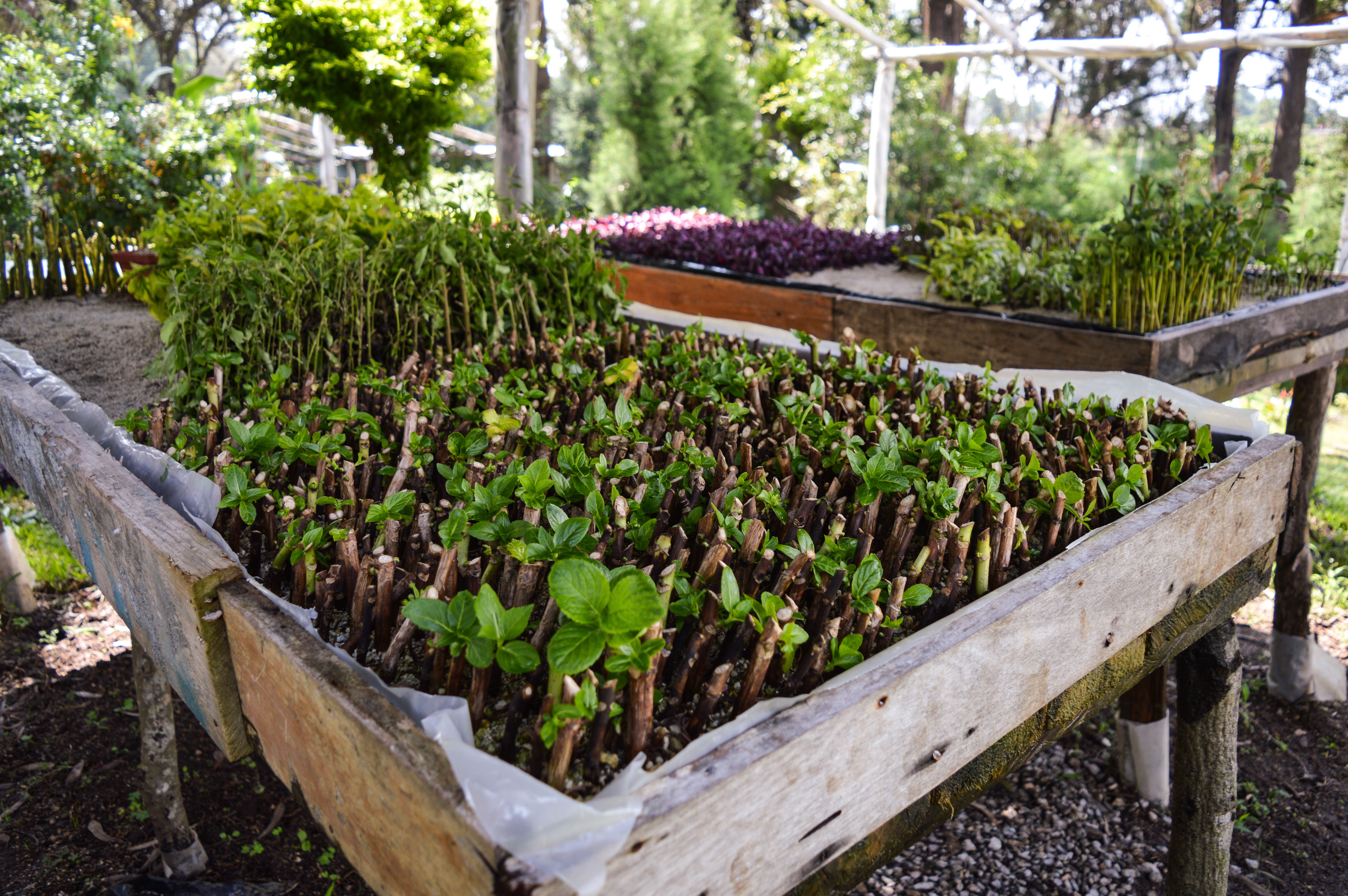 Ciudad Cayalá cuenta con más de 60 manzanas de reserva natural en sus alrededores. Foto Prensa Libre: Cortesía.