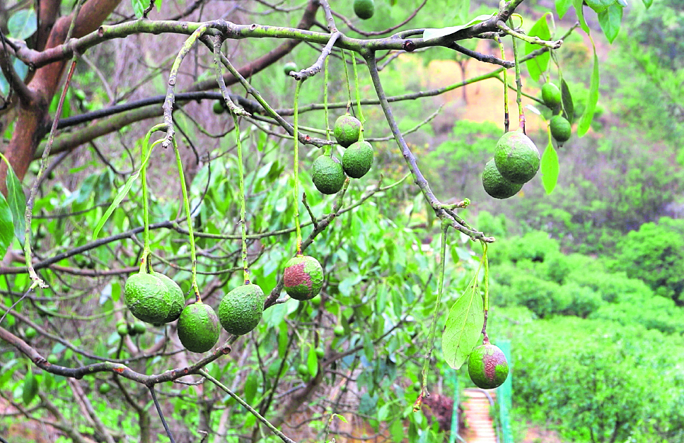Exportadores consideran que el aguacate tiene potencial en mercado de EE. UU. y solicitaron su admisibilidad. Foto: Archivo