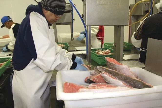 200 plazas de trabajo agrícola temporales están disponibles para guatemaltecos que llenen los requisitos para viajar a empacadora de mariscos en Alaska. (Foto Prensa Libre: Big Fish)