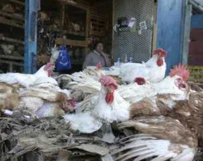 H10N3: China detecta el primer caso mundial de esta gripe aviar en humanos y dice que fue transmisión “accidental”