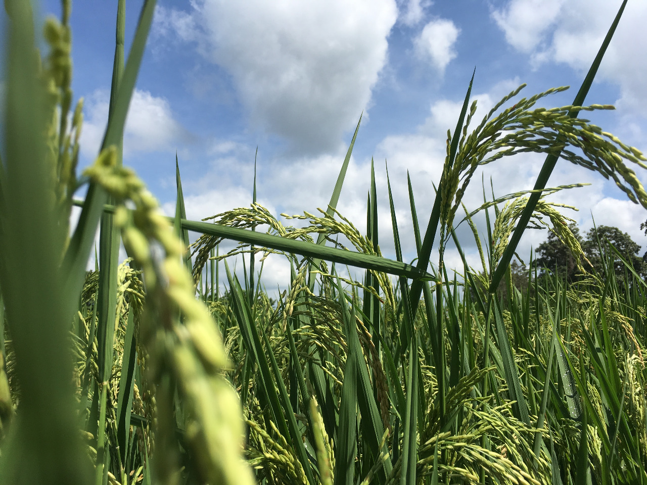 Productores de arroz de Centroamérica y República Dominicana advierten de impactos por eliminación de aranceles en el DR-CAFTA. (Foto Prensa Libre: Cortesía)