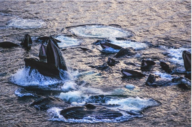 Video: el primer avistamiento de ballenas cazando con burbujas en Australia