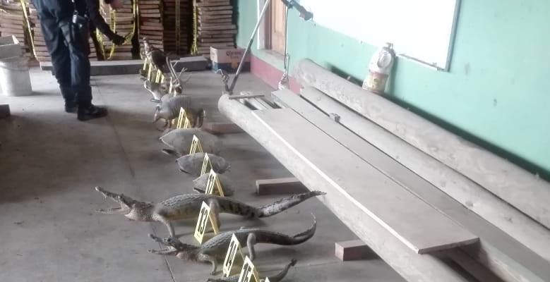 Como resultado de tres allanamientos dos personas fueron arrestadas y se confiscaron varios animales silvestres vivos y disecados. (Foto Prensa Libre: PNC)