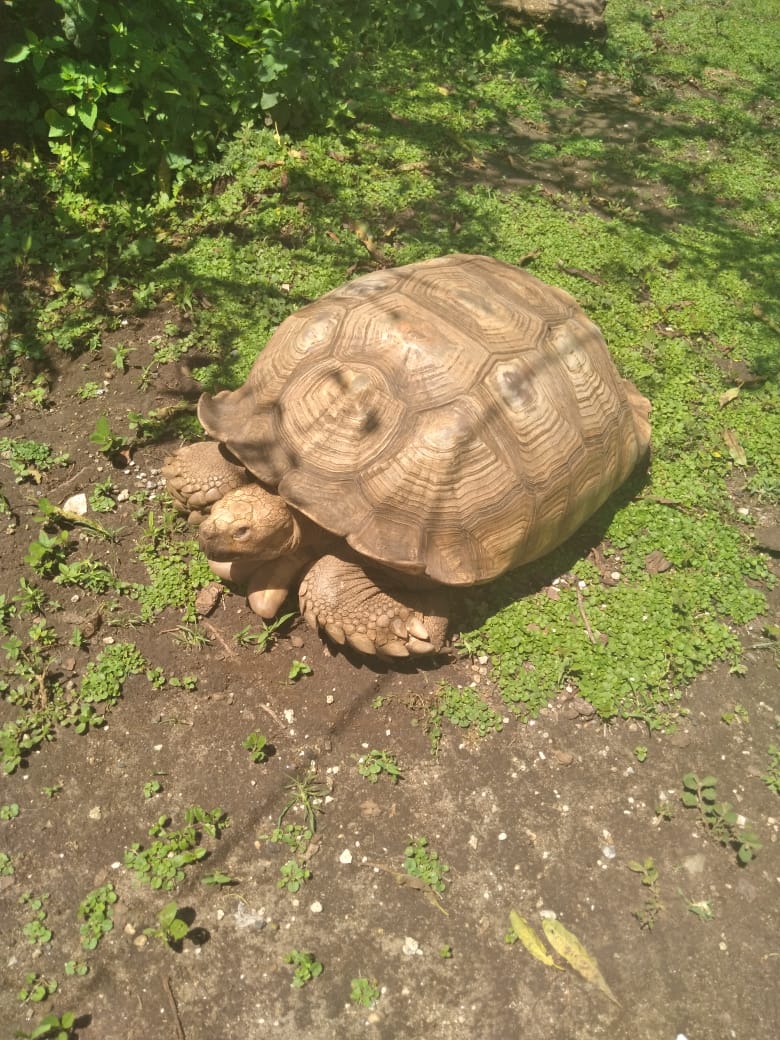 Animales en peligro de extinción