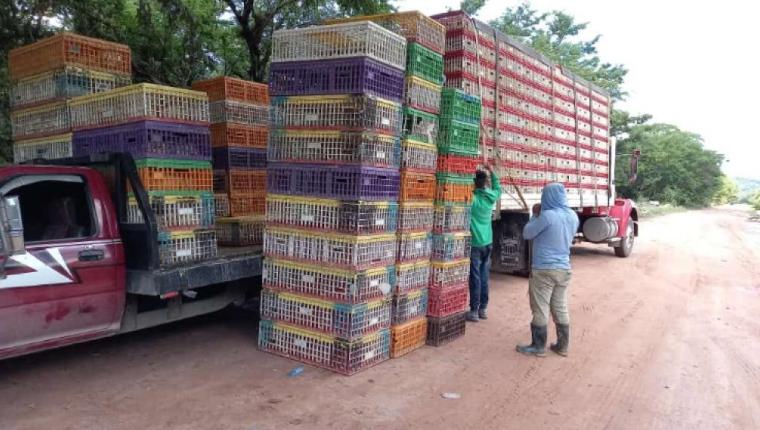 Se desarticuló una banda de contrabando de pollos vivos. En tanto la SAT detectó que aumentó el contrabando de cerdos. (Foto, Prensa Libre: Hemeroteca PL).