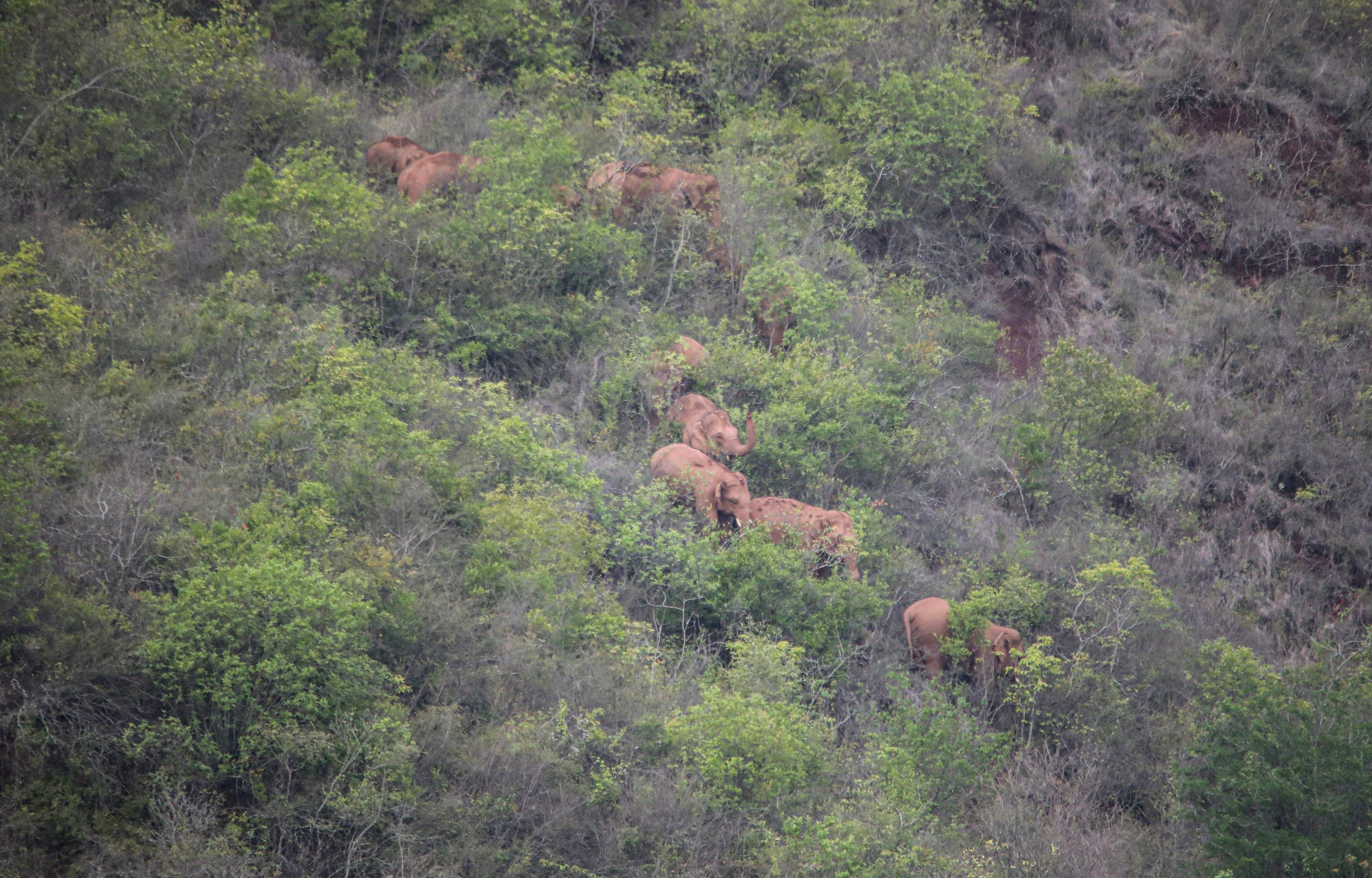 El recorrido de los elefantes está vigilado constantemente por drones y personal se dedica a despejar a la población a su paso. (Foto Prensa Libre: AFP)
