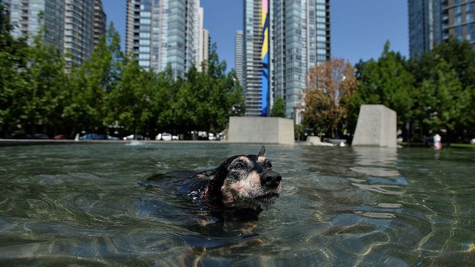 Un perro se refresca para apaciguar el impresionante calor. (REUTERS)