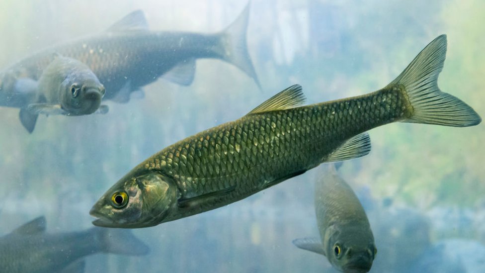 ¿Por qué los peces se han vuelto adictos a las drogas ilícitas?