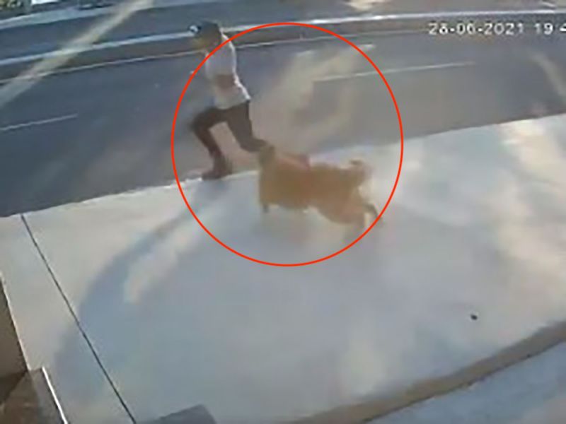 Video: el dramático momento en el que un perro asusta a un peatón y provoca un accidente con un camión