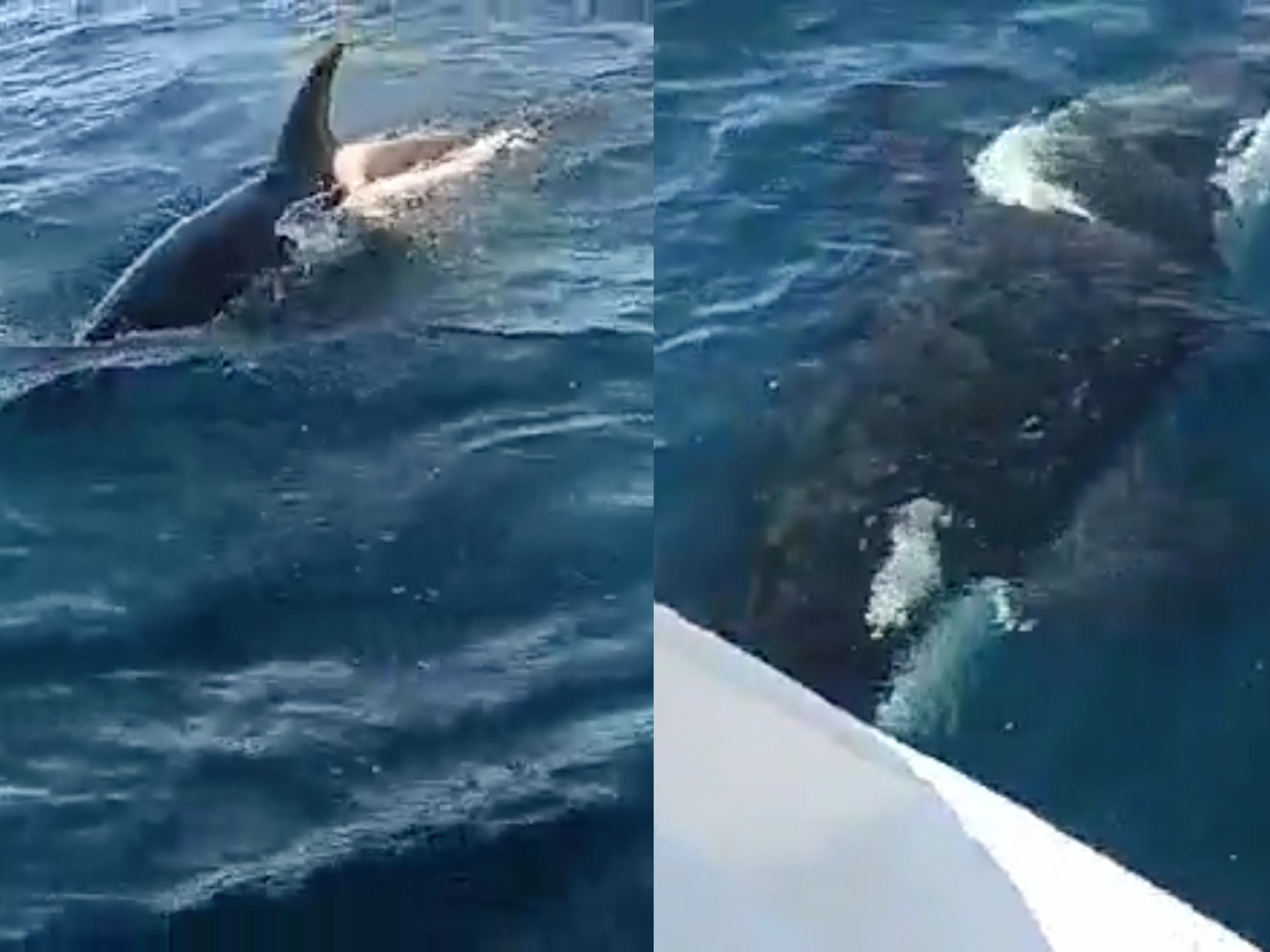 Los tripulantes de la embarcación hicieron todo lo posible para resguardar su barco de las orcas. (Foto Prensa Libre: Cortesía)